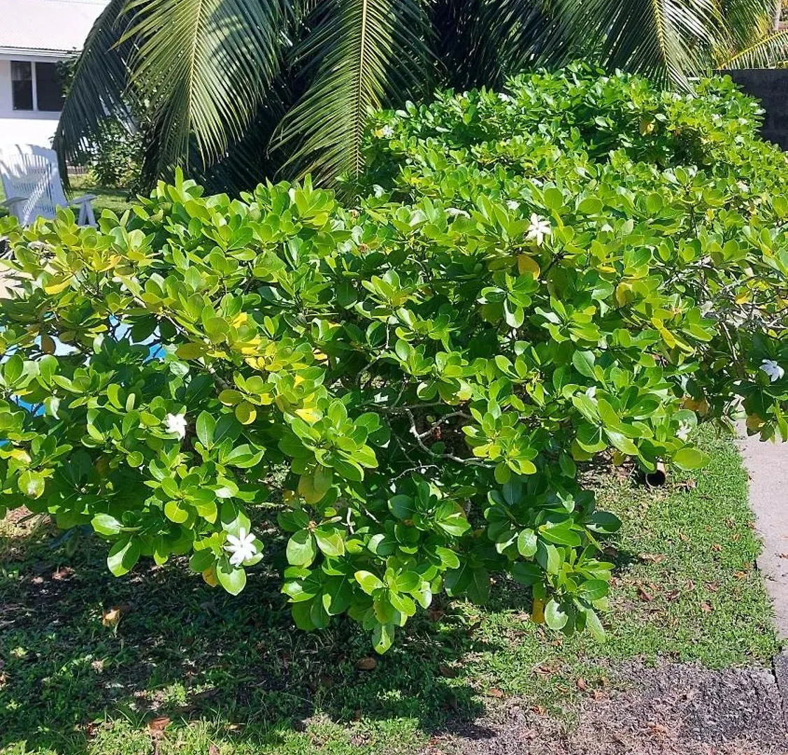 Villa Raiatea Guest à Uturoa 0*,